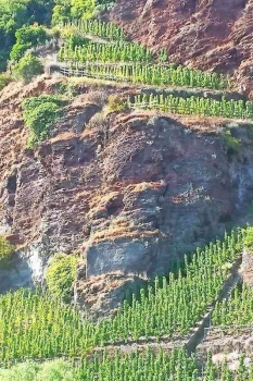 Preview: Erdener Treppchen Riesling dry white 2020 75cL Preview: Erdener Treppchen Riesling dry white 2020 75cL